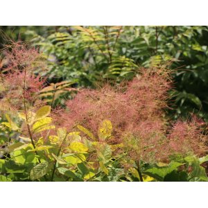 Škumpa vlasatá (Cotinus coggygria) ´GOLDEN SPIRIT´® - výška 40-60 cm, kont. C3L